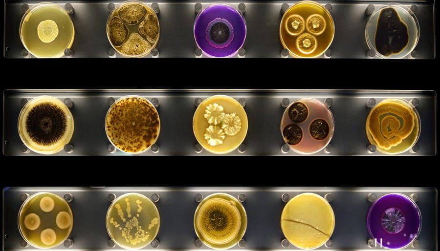 ARTIS MICROBIA – Museum of microbes